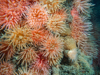Podwodne ujęcie kolorowych anemonów żyjących w arktycznych wodach. © Beata