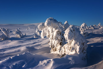 Drzewa oblepione śniegiem w Karkonoskiej dolinie. Słoneczny dzień. - obrazy, fototapety, plakaty
