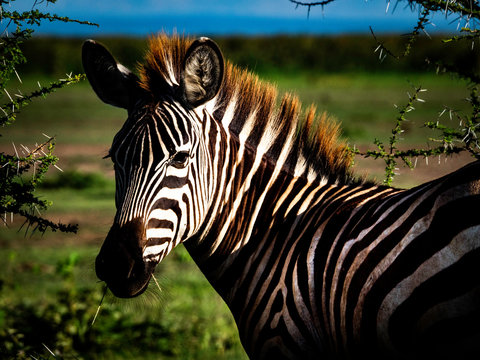 Fototapeta Zebra patrząca w obiektyw. Serengeti National Park, Tanzania, Afryka