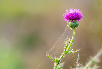 A spike with a flower in a forest in a web