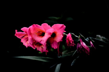 Pink flowers on black background