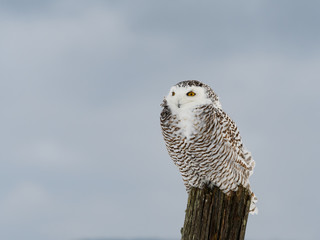 Snowy Owl Female Sitting on Fence Post in Winter, Portrait