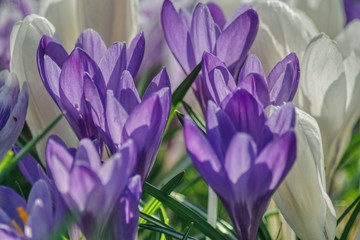 tuft of purple crocuses on a spring meadow, spring flowers in close-up