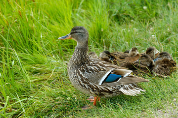 Wild Duck - A mother duck guarding in front of her resting baby ducklings in a wetland of Sprague Lake, Rocky Mountain National Park, Colorado, USA.