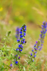 Blooming vibrant blue Echium vulgare, blueweed flower plants in the field.