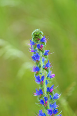 Blooming vibrant blue Echium vulgare, blueweed flower plants in the field.