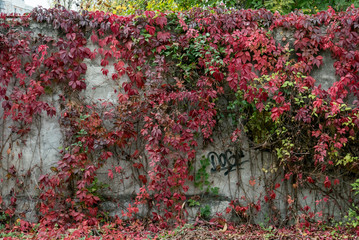 mur
