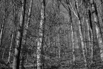 Deciduous forest trees in black and white