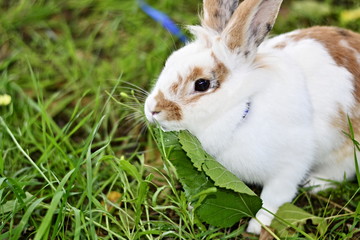 Decorative rabbit, pet, pet home on a walk on a leash with a child, the principles of taking care...