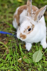 Obraz premium Decorative rabbit, pet, pet home on a walk on a leash with a child, the principles of taking care of the smaller brothers, a beautiful rabbit, Easter bunny on a walk