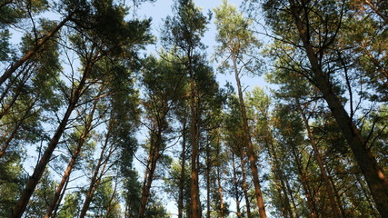 forest