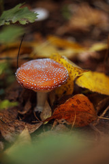 mushroom in the forest