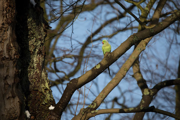 beautiful green parrot sitting on leafless tree branch against blue sky