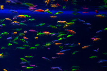 Fototapeta na wymiar Nice danio glow fish freshwater pets aquarium