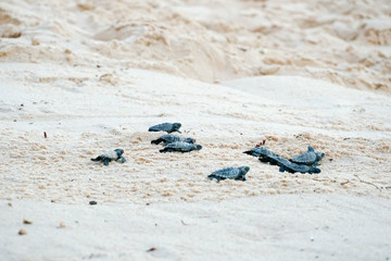 Baby turtles doing their first steps to the ocean. Praia Do Forte, Bahia, Brazil. Little Sea Turtle Cub, Crawls along the Sandy shore in the direction of the ocean to Survive, Hatched, New Life.