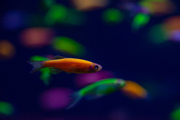 Nice danio glow fish freshwater pets aquarium