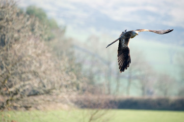 red kite in flight (milvus milvus)