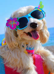 happy dog with sunglasses