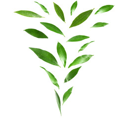 Set of flying green citrus leaves on white background