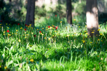 Flowering of poppies and dandelions in the forest .