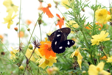 photo of butterfly at Flower in the garden