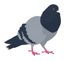 City rock dove