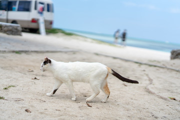 Fototapeta premium コンドイ浜の猫