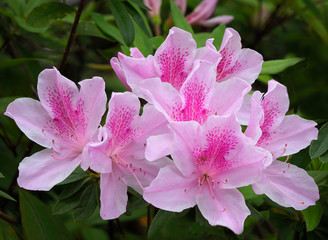 Focus Stacked Image of Pink Azaleas