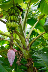 Banana tree 