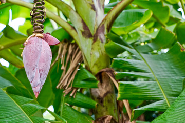 Banana tree 