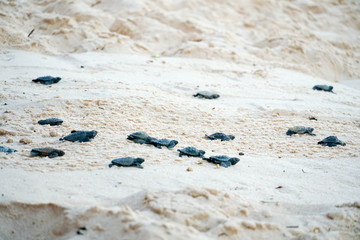 Baby turtles doing their first steps to the ocean. Praia Do Forte, Bahia, Brazil. Little Sea Turtle Cub, Crawls along the Sandy shore in the direction of the ocean to Survive, Hatched, New Life.
