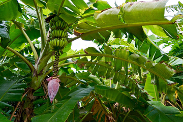 Banana tree 