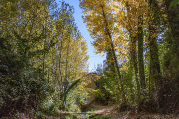 Populus forest in autumn