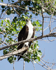An Osprey perches on a branch at the Sepulveda Basin Wildlife Reserve, Van Nuys, CA, USA