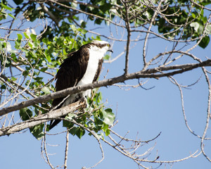 An Osprey perches on a branch at the Sepulveda Basin Wildlife Reserve, Van Nuys, CA, USA
