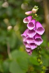 pink flower in garden