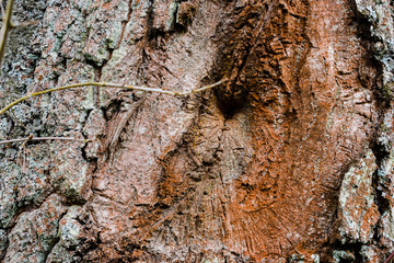 bark of a tree