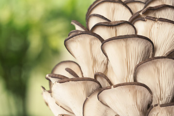 Delicious organic oyster mushrooms on blurred background, closeup. Space for text