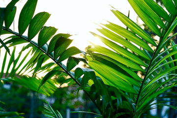 Nature green plant 