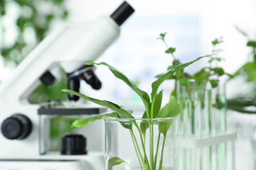 Laboratory glassware with plant on blurred background. Biological chemistry