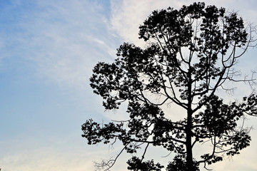 Supper tree and sky 