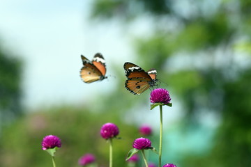 Obraz premium photo of butterfly at Flower in the garden