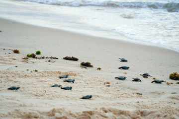 Baby turtles doing their first steps to the ocean. Praia Do Forte, Bahia, Brazil. Little Sea Turtle Cub, Crawls along the Sandy shore in the direction of the ocean to Survive, Hatched, New Life.