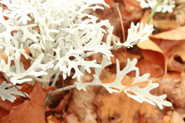 White moss at close magnification. Natural ecological white and gold background