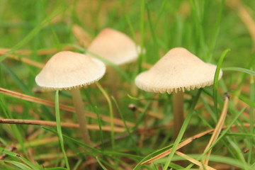 Three poisonous mushroom toadstools in the shape of umbrellas