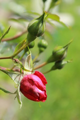 Delicate bright pink tight bud of a Chinese rose. Natural floral background