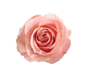 Fototapeta na wymiar Beautiful pink rose on white background, top view. Perfect gift