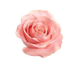 Beautiful pink rose on white background. Perfect gift
