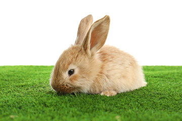 Adorable furry Easter bunny on green grass against white background
