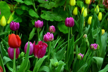 Beautiful flowers in the garden Blooming in the summer.Landscaped Formal Garden. Beautiful Garden.